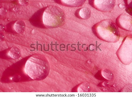 A single pink rose petal with dew drops on it.