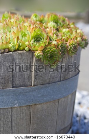 Hens and chicks (Echeveria agavoides) spill out of an old, weathered bucket.
