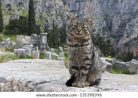 Cat sitting in ancient column of the Temple of Apollo in Delphi Greece
