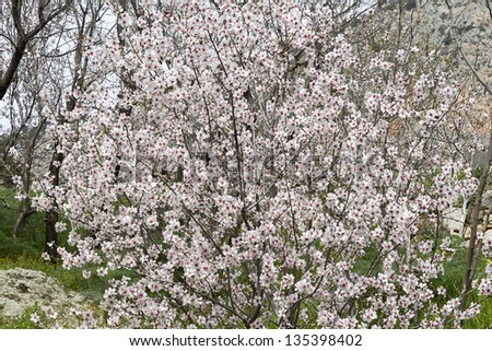 View of some nice white almond tree flowers