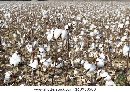 Cotton fields white with ripe cotton ready for harvesting