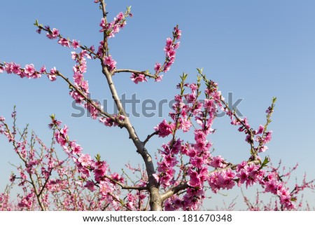 Spring peach blossom against the sky background