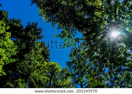 The warm morning sun dramatically casting intense rays through a large tree