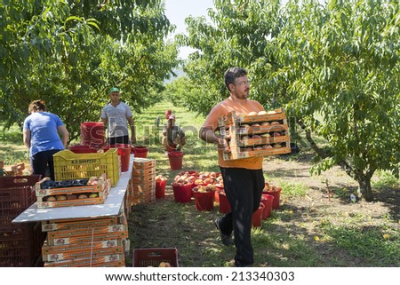 NAOUSSA GREECE- AUGUST 20 2014: Workers placing ripe peaches in crates at the factory of Agricultural Cooperative of Naoussa Greece. The famous \