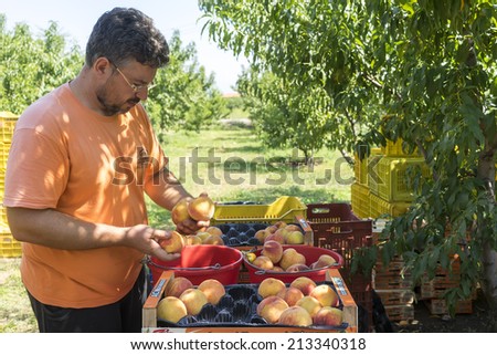 NAOUSSA GREECE- AUGUST 20 2014: Workers placing ripe peaches in crates at the factory of Agricultural Cooperative of Naoussa Greece. The famous 