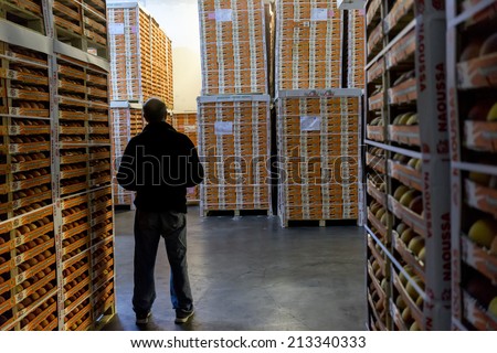 NAOUSSA GREECE- AUGUST 20 2014: Worker Inspects Products of Agricultural Cooperative of Naoussa Greece stacked in boxes. The famous \