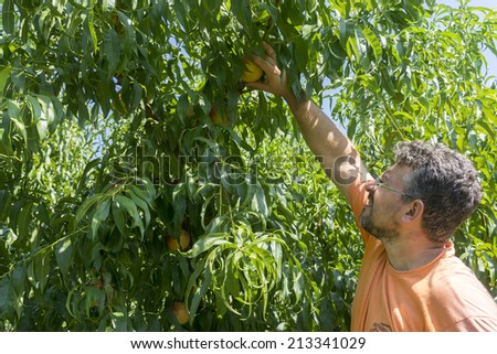 NAOUSSA GREECE- AUGUST 20 2014: Workers collecting peaches from trees at the factory of Agricultural Cooperative of Naoussa Greece. The famous \