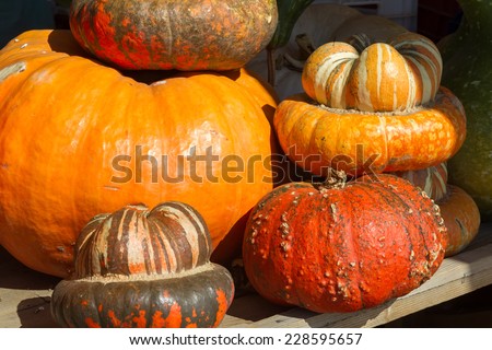 Orange pumpkins in different shapes on the pumpkin patch.