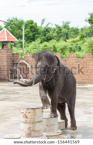 The young elephant is in the circus - thailand