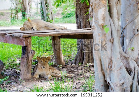 Lion in the forest