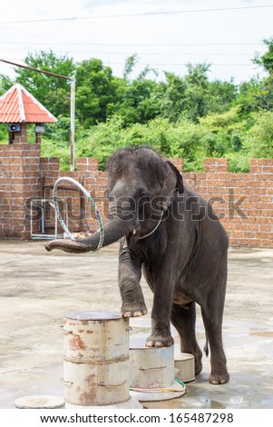 The young elephant is in the circus - thailand