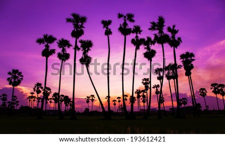 Silhouette of Rice fields and palm Sunset