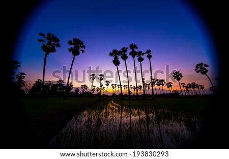 Silhouette of Rice fields and palm Sunset