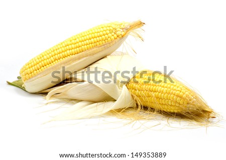 An ear of corn isolated on a white background