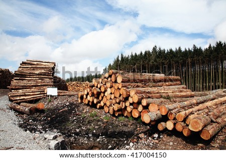 Forest pine trees log trunks felled by the logging timber industry