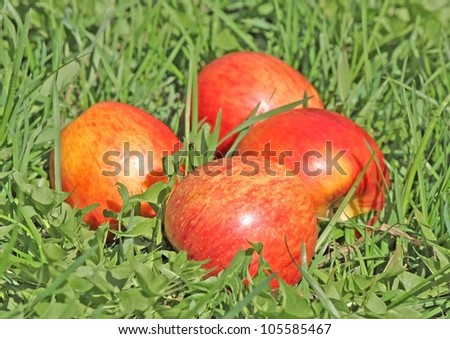 Four red apples on the green grass