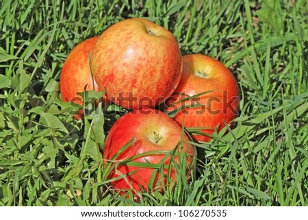 Four red apple pyramid in the grass