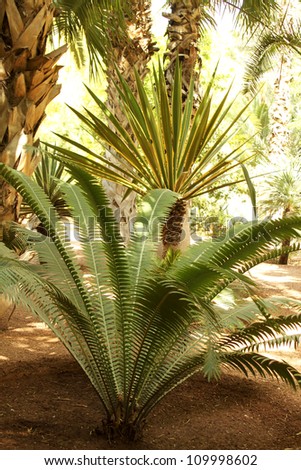 Tropical forest scene: ferns, palms and cactuses