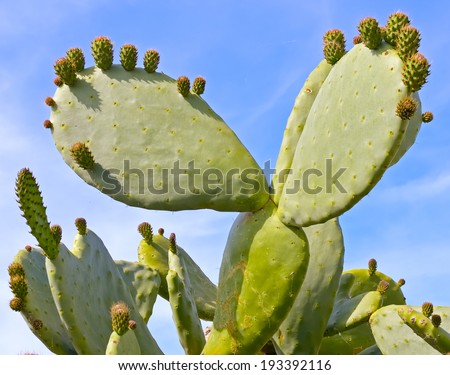 Prickly pear cactus, one with a bud, in the sunlight.