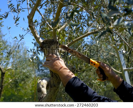 Pruning olive tree of apulia. Good agricultural practice against Xylella