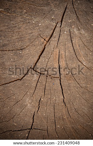 Stump of tree - section of the trunk. Vintage color stlye.