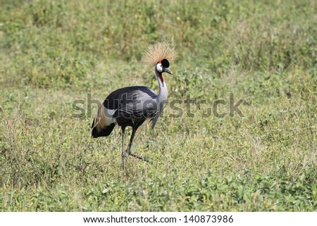 Grey Crowned Crane seen in the Ngorongoro Crater, Tanzania.