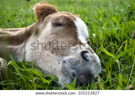 peacefully sleeping quarter horse foal