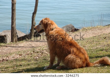 A Golden Retriever Looks at the Lake