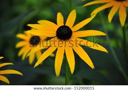 Blooming Black Eyed Susan Flower