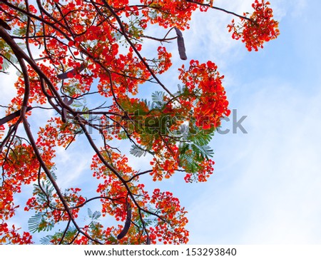 Beautiful royal poinciana tree in thailand
