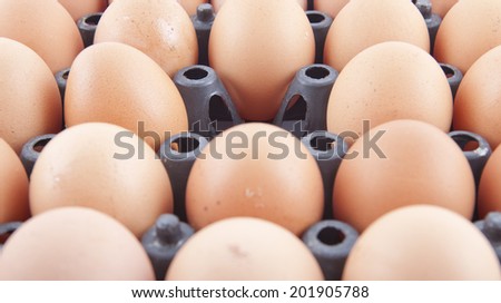 Eggs in a beautifully Panel Boards.