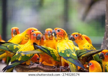 Many yellow parrots eating food close up