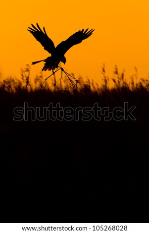 Photo of a nesting Marsh harrier (Circus aeruginosus) female in flight over a reed bed silhouetted in the early morning light, Norfolk, England, UK