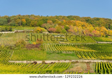 views of the vineyards and woods  in the autumn in the afternoon