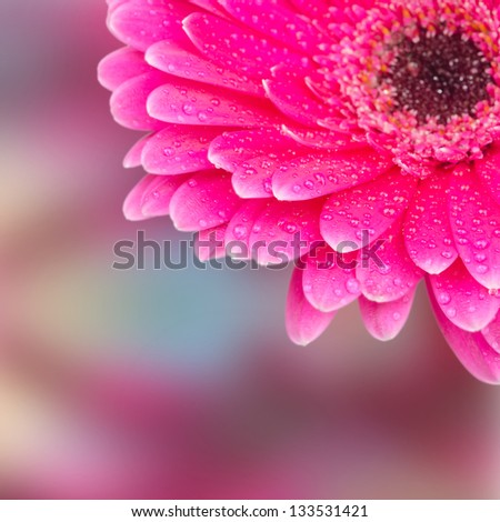 part of a flower gerbera with dew drops selective focus closeup