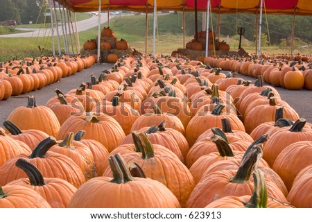 A bunch of pumpkins for sale to be used as fall decorations
