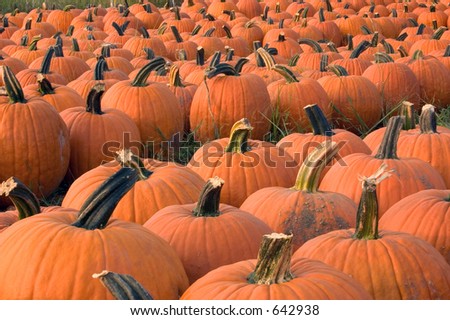 A bunch of pumpkins for sale to be used as fall decorations