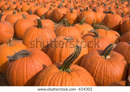 A bunch of pumpkins for sale to be used as fall decorations or halloween