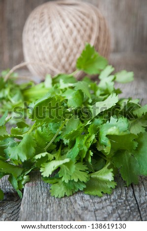 fresh coriander or cilantro close-up
