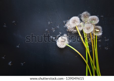 dandelions and flying seeds on a black background
