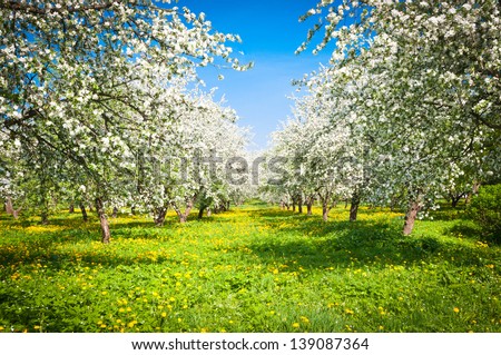 blooming apple trees garden