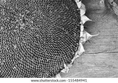 Background of ripe seeds in a sunflower, black-and-white photo