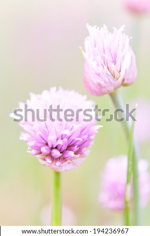 Garlic Flowers