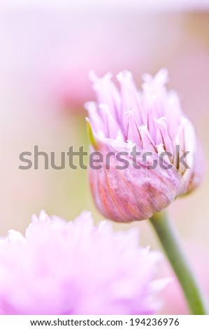 Garlic Flowers