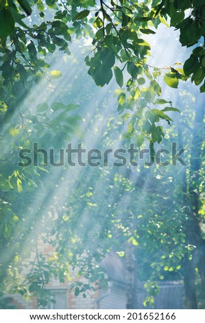 Morning sun dramatically casting intense rays through a large tree