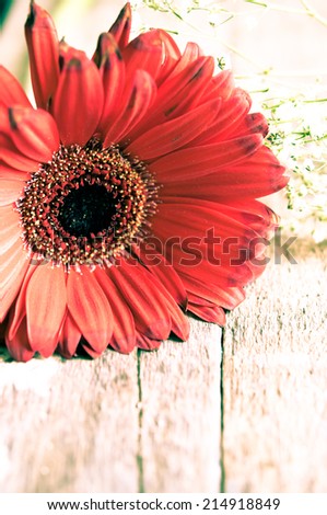 Abstract red flower background/ beautiful background with red flowers