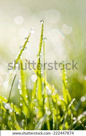 Green Nature abstract background. Fresh grass with drops dew