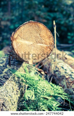 Freshly cut tree logs piled up near a forest road/retro filter