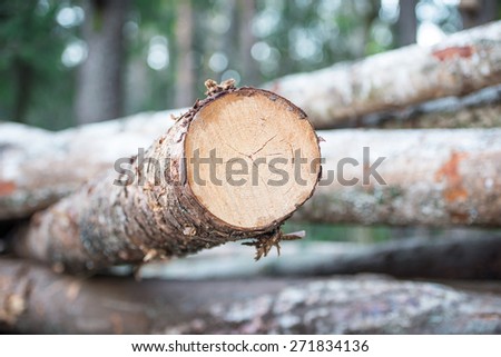 Freshly cut tree logs piled up near a forest road