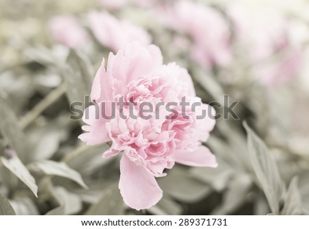 Abstract floral background with pink peony